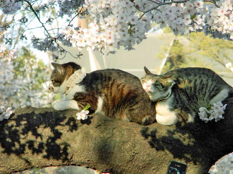 Коты в цветах сакуры. Фото