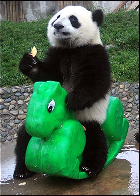 Панда гордо восседает на игрушечной лошадке. Фото