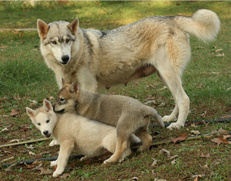 Мать и дитя в мире животных: волчица с волчатами. Фото