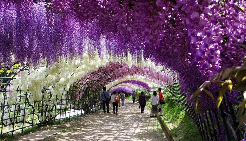 Тоннель Вистерия в японском саду цветов Кавати Фудзи. Фото