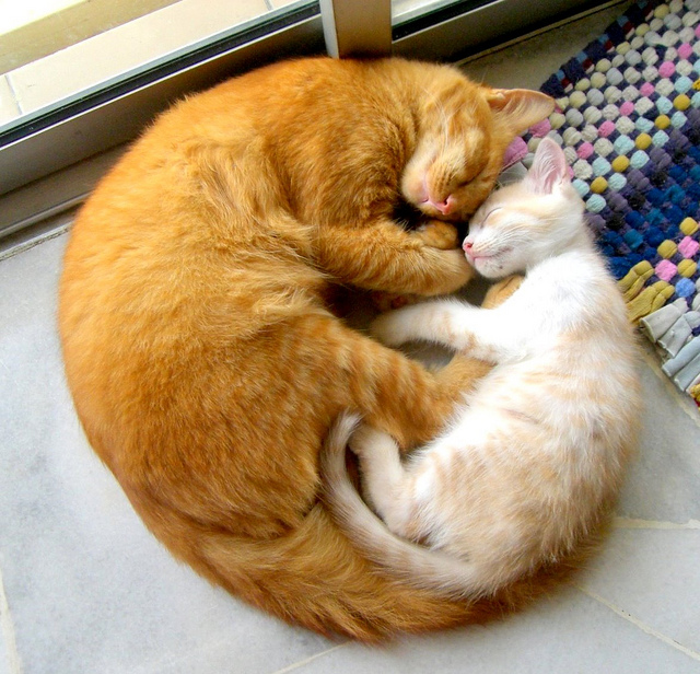 Кошачий клубок любви. Фото