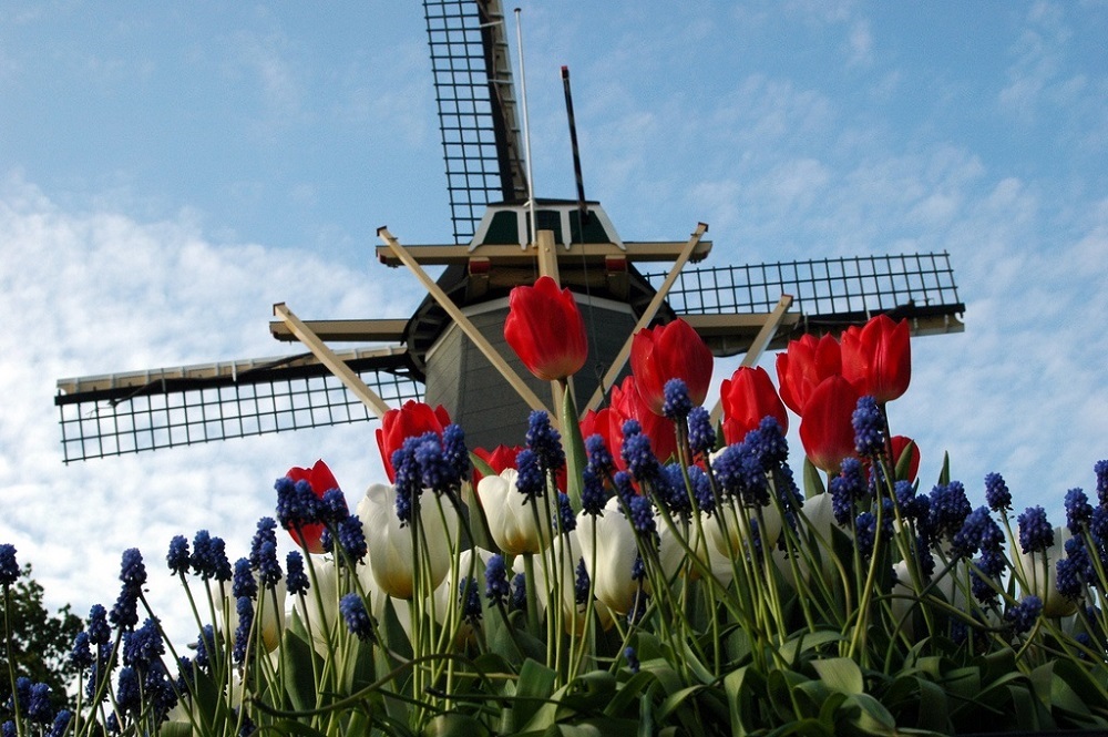 Парк цветов Кёкенкоф. Мельница. Голландия. Фото