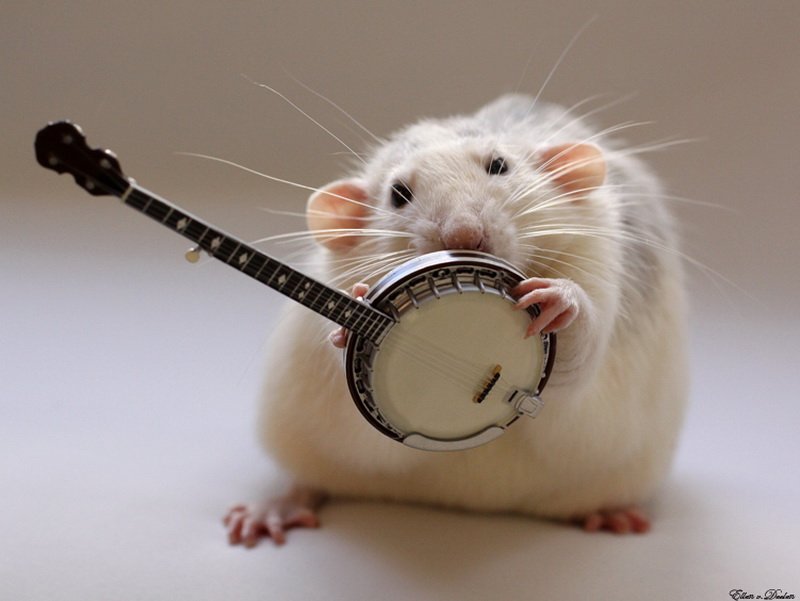 Крыса играет на банджо. Эллен ван Дилен. Фото