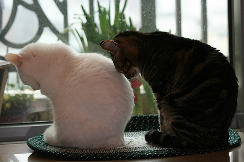 Ритуал кошачей любви. Фото