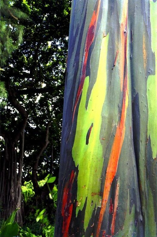 Кора радужного эвкалипта меняет цвет. Фото