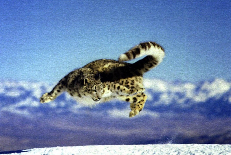 Снежный барс (ирбис) в прыжке. Фото / Snow Leopard. Photo