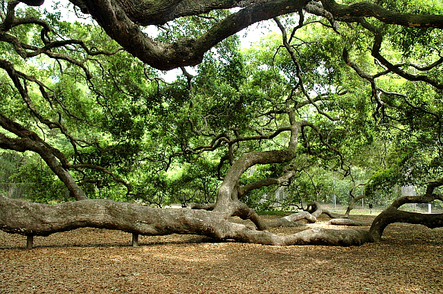 Необычные деревья. Дуб Ангела. Фото