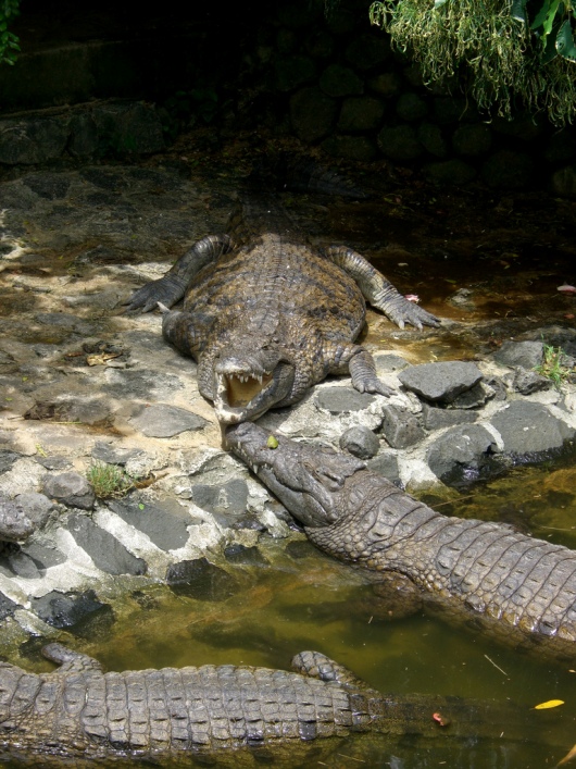 крокодилы острова Маврикий. Фото