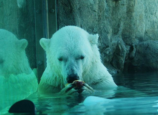 Белые медведи в бассейне. Кокрэйн. Фото