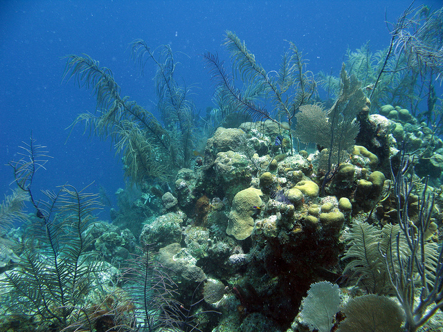 Барьерные рифы Белиза. Фото