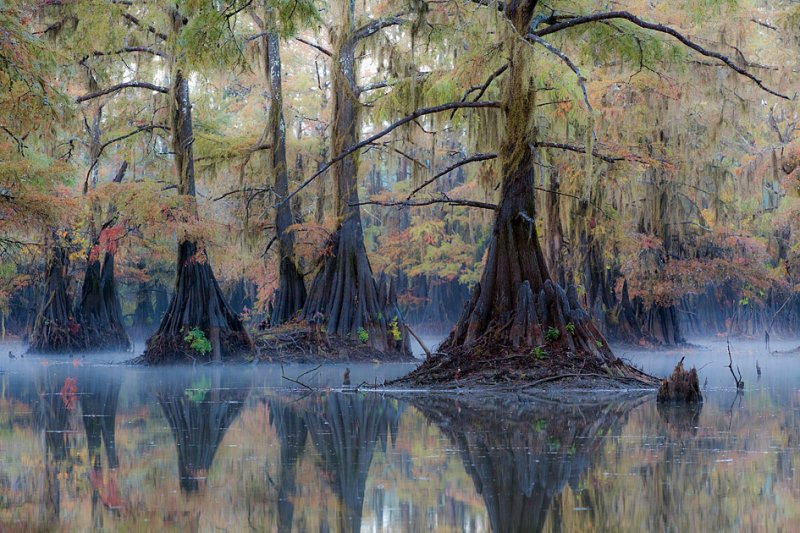 Красивые кипарисы осенью. Озеро Каддо в Техасе. Фото