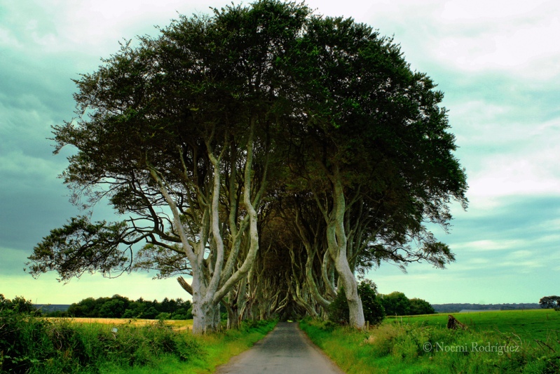 Буковая аллея в графстве Антрим Северной Ирландии. Фото