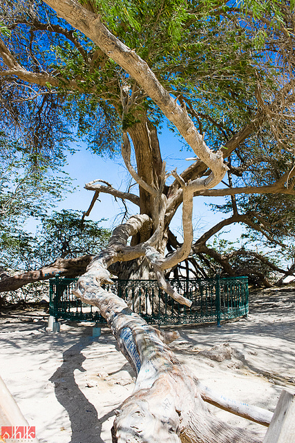 Ветви Дерева жизни. Бахрейн. Фото