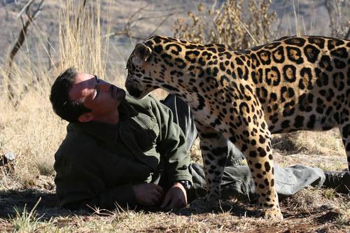 Кевин общается с леопардом. Фото