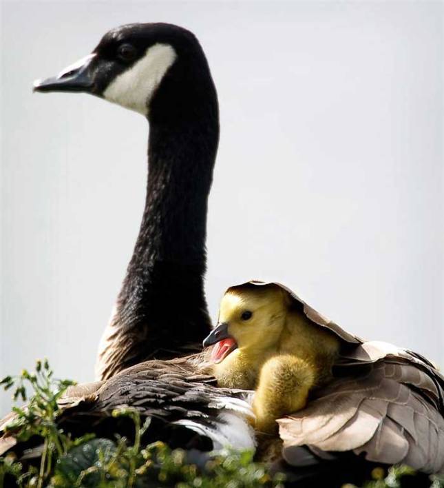 Мать и дитя в мире животных: канадская гусыня с птенцом. Фото