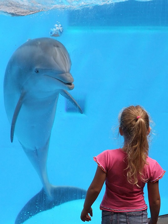 Дельфин за стеклом аквариума. Фото