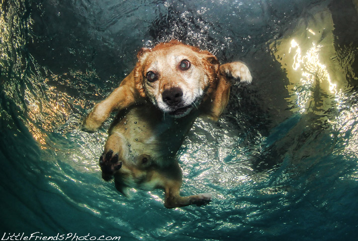 Подводные фото Сета Кастила. Собаки в погоне за мячом
