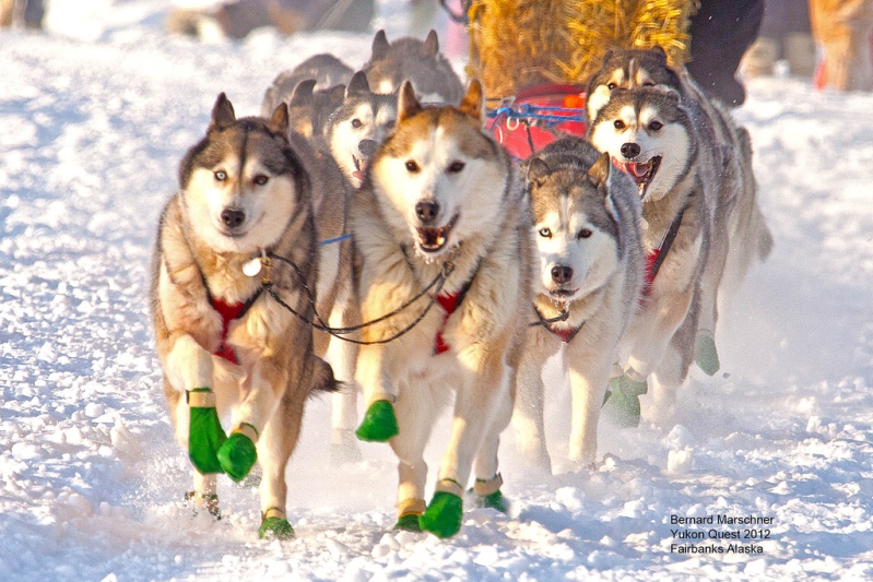 Гонка на собачьих упряжках (сибирские хаски). Фото