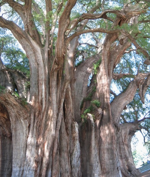 дерево с самым толстым стволом в мире: Туле (Мексика). фото