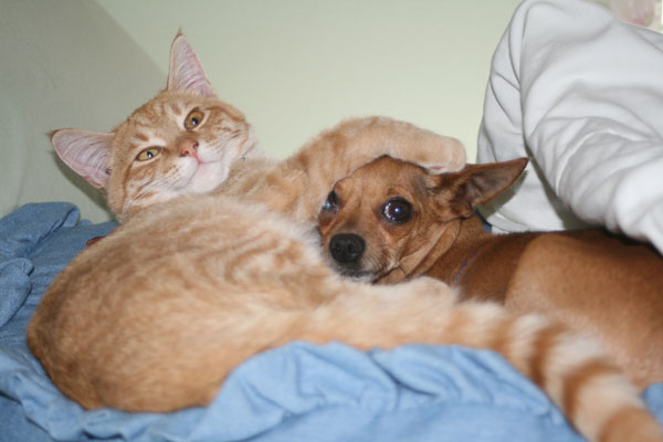 Рыжий кот обнимает собаку. Фото