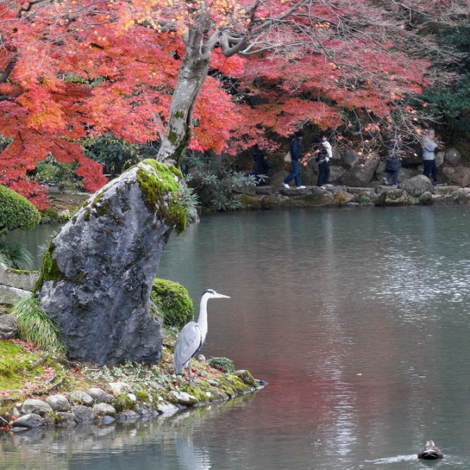 Японский осенний парк Кераку-эн. Цапля у пруда. Фото