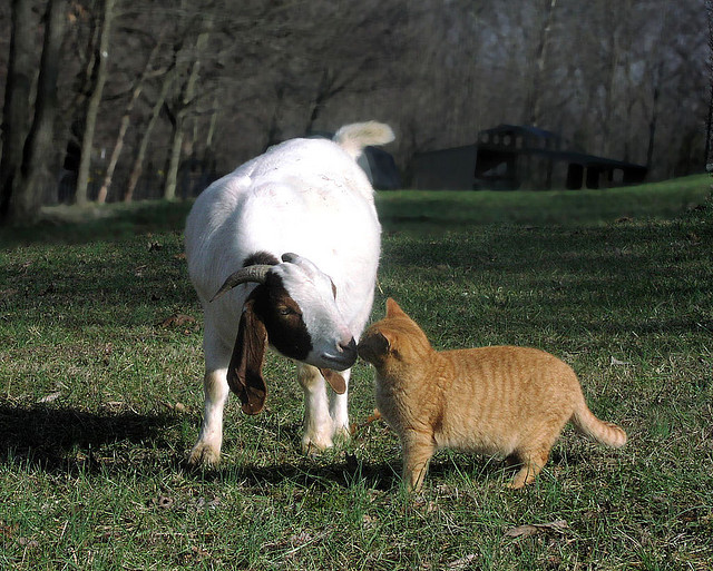 Дружба животных. Рыжий кот с козой. Фото