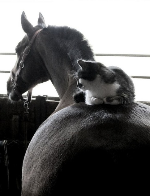 Кот верхом на лошади. Фото