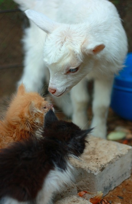 Дружба животных. Белый козлик нюхает котят. Фото
