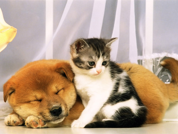 Котенок охраняет сон рыжего друга. Фото