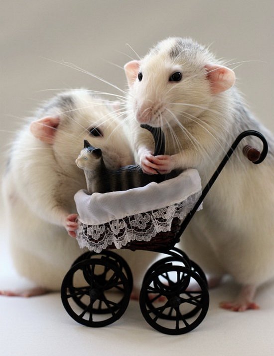 Крысы-родители. Эллен ван Дилен. Фото