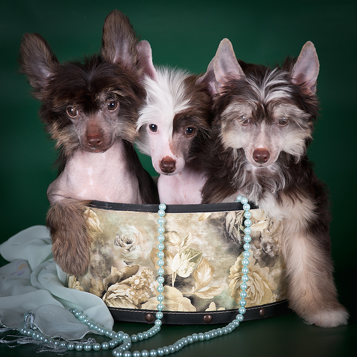 Собаки породы китайская хохлатая (голая). Фото