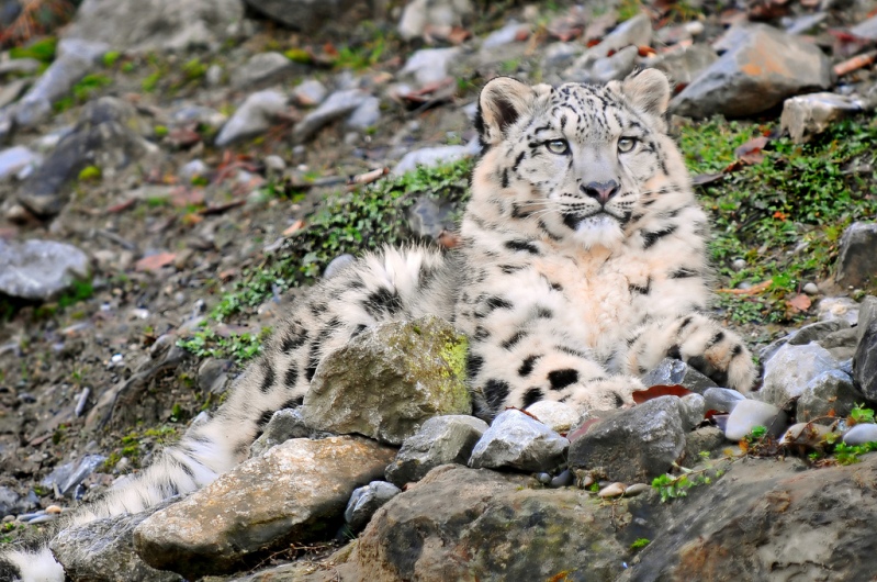 Лежащий среди камней снежный барс (ирбис). Фото / Snow Leopard. Photo