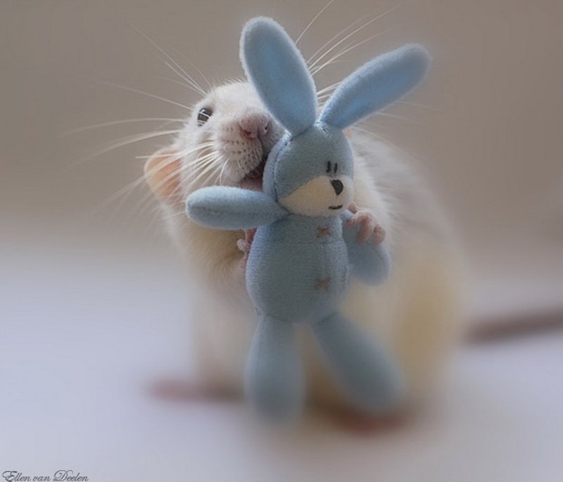 Крыса позирует с зайчиком. Эллен ван Дилен. Фото