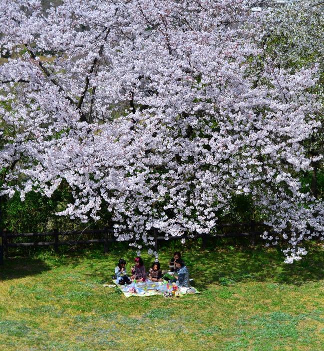 Дети под деревом цветущей сакуры. Фото