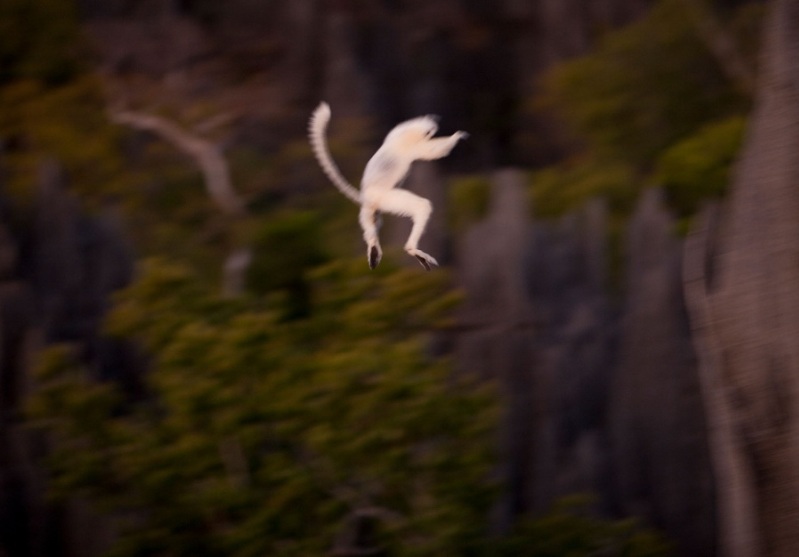 Белый лемур в прыжке. Каменный лес на Мадагаскаре. Фото
