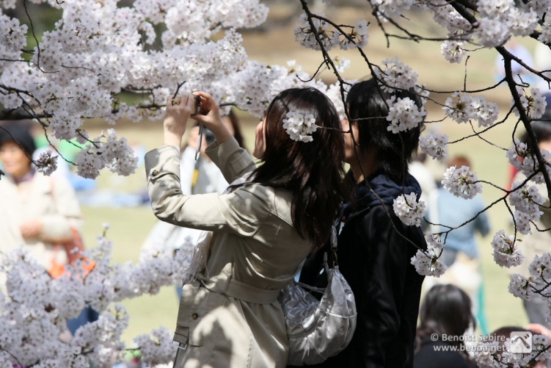 Японские девушки фотографируют цветение сакуры. Фото