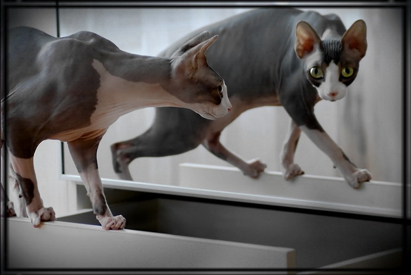 Лысый кот. Стандарт породы канадский сфинкс. Фото