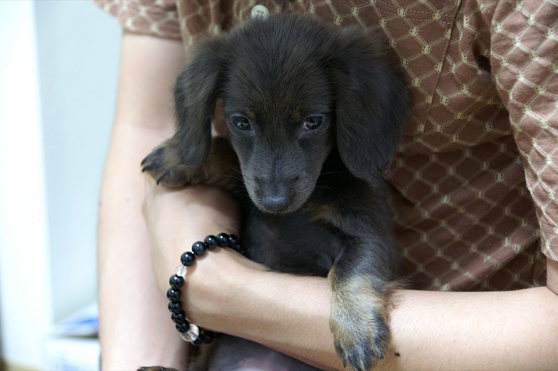 Порода собак кроличья такса. Черный щенок. Фото