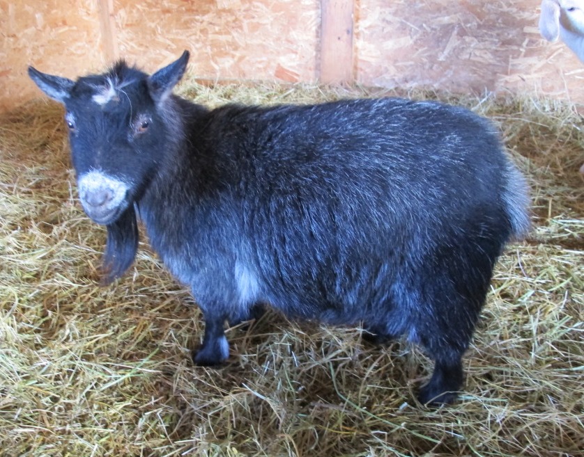 синяя карликовая коза. фото