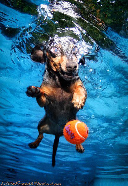 Подводные фото Сета Кастила. Собаки в погоне за мячом