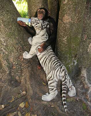 Обезьянка кормит подросшего белого тигренка. Фото