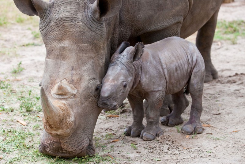 Мать и дитя в мире животных: носорог с детенышем. Фото