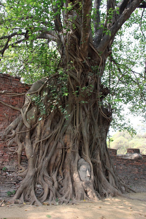 Необычное дерево у храма Аюттхая в Таиланде. Фото