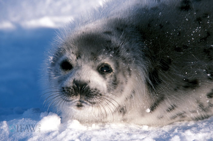 детёныш гренландского тюленя серка фото 
