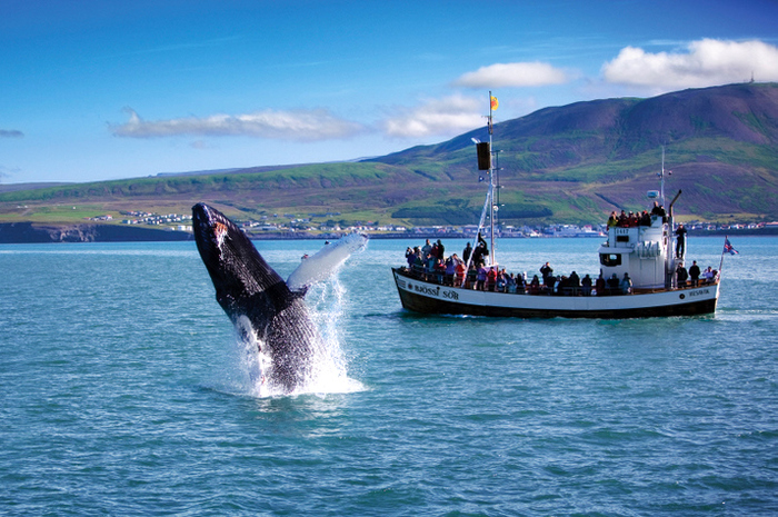Наблюдение туристов за китами. Исландия