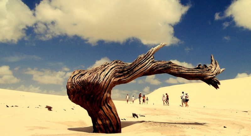 Засохшее дерево в пустыне Ленсойс Мараньенсес. Фото
