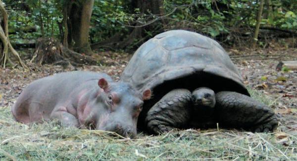 Дружба животных. Бегемотик и большая черепаха
