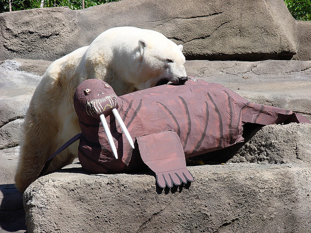 Белый медведь с картонным моржом. Фото