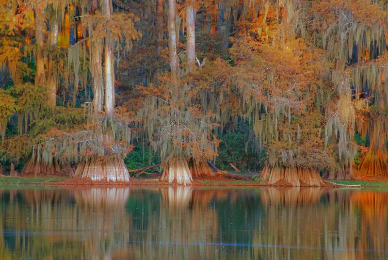 Красивые кипарисы осенью. Озеро Каддо в Техасе. Фото