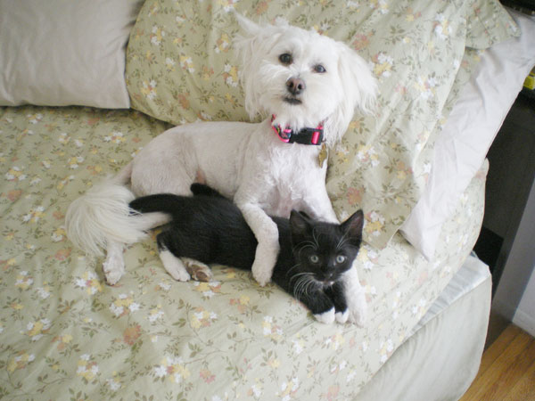 Дружба животных: собачка и черный котенок. Фото